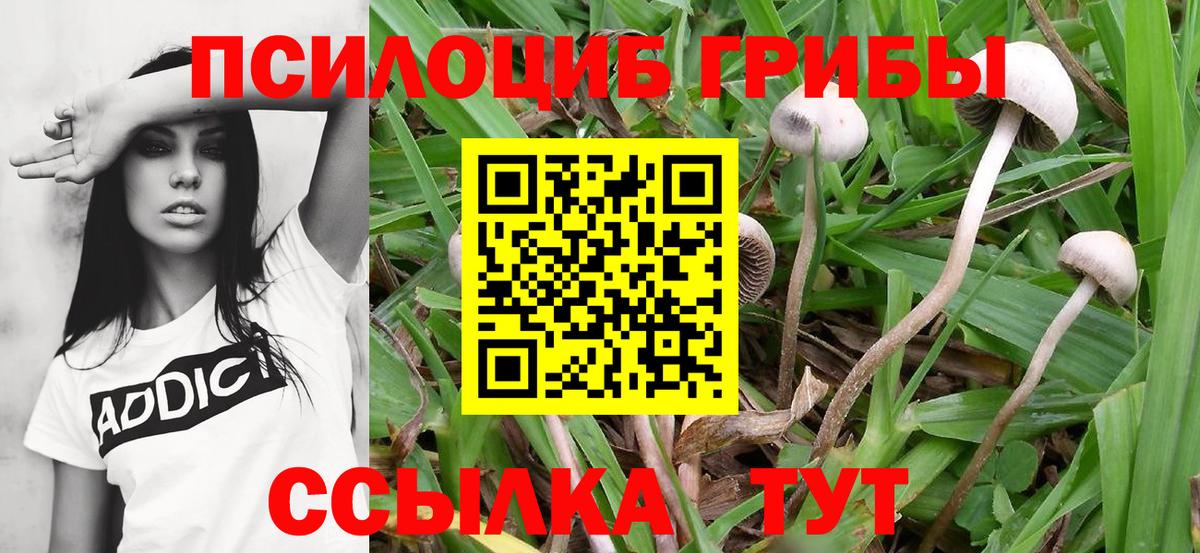 Псилоцибиновые грибы Psilocybe  Вход с VPN  Сердобск 